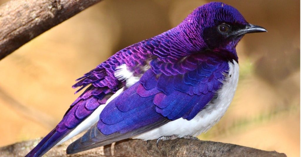 10 Amazing Purple Bird Species You Should See