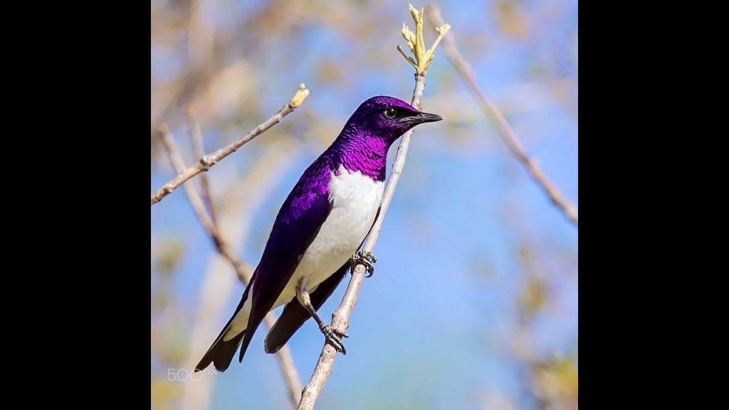 10 Amazing Purple Bird Species You Should See