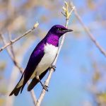 10 Amazing Purple Bird Species You Should See