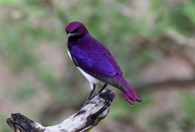 10 Amazing Purple Bird Species You Should See