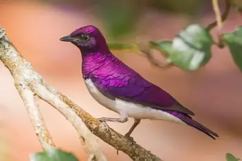 10 Amazing Purple Bird Species You Should See