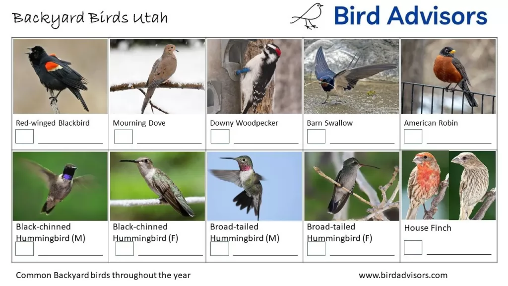 24 Common Backyard Birds in Utah