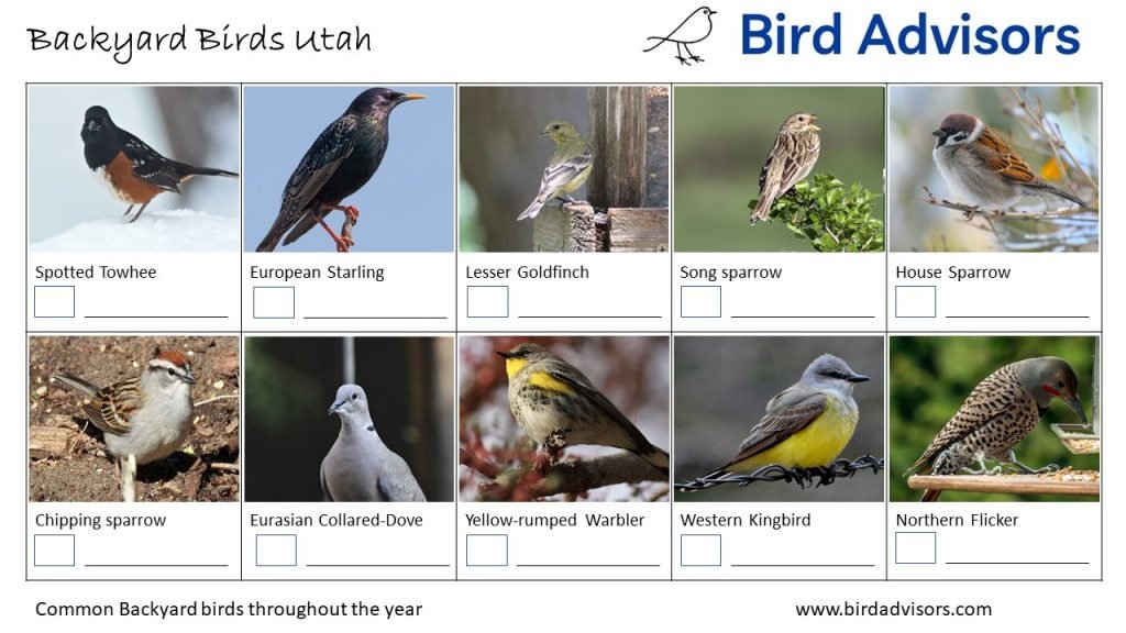 24 Common Backyard Birds in Utah