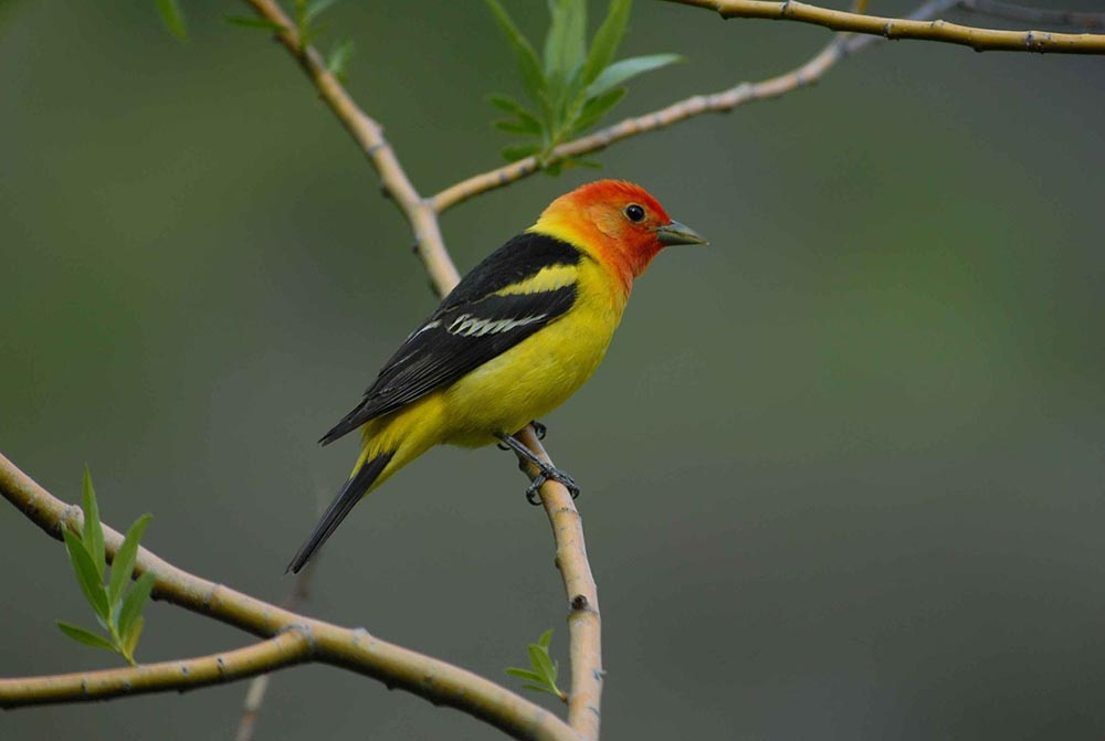 24 Common Backyard Birds in Utah