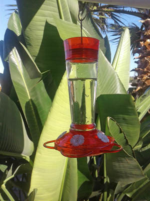 25 Tips for Hanging a Hummingbird Feeder