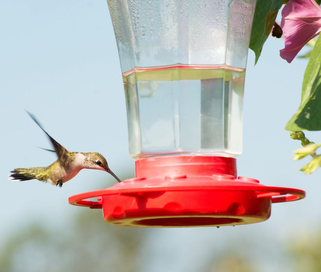 25 Tips for Hanging a Hummingbird Feeder