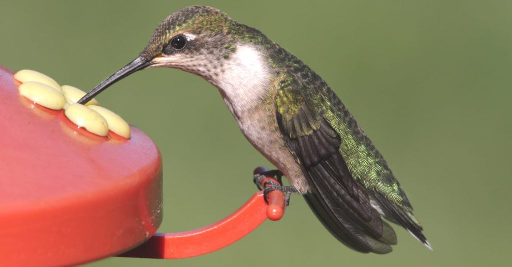 25 Tips for Hanging a Hummingbird Feeder