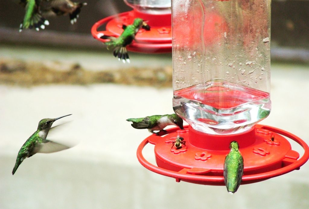 25 Tips for Hanging a Hummingbird Feeder