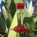 25 Tips for Hanging a Hummingbird Feeder