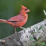 26 Common Backyard Birds in Alabama