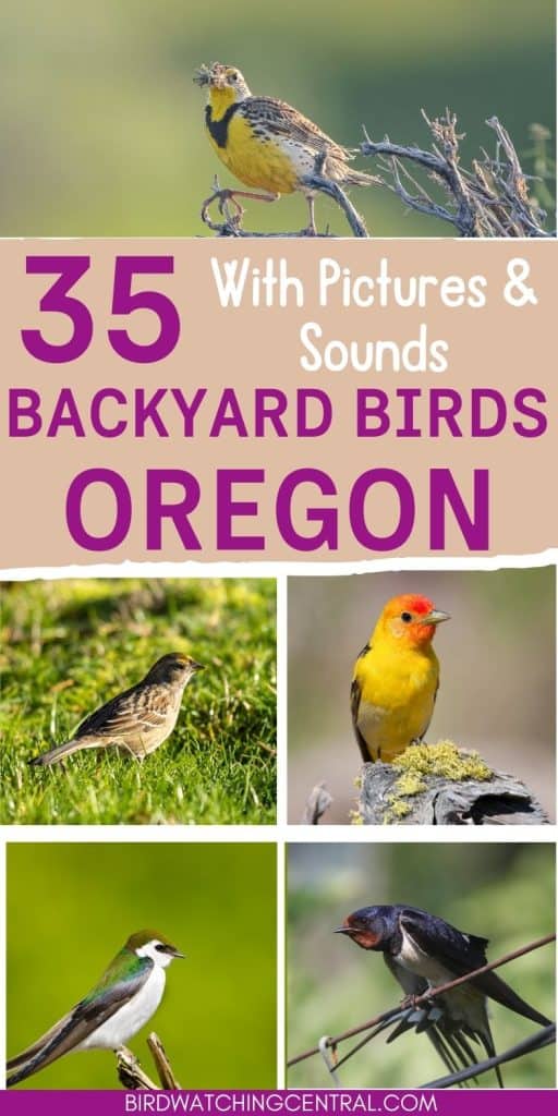 29 Common Backyard Birds in Oregon