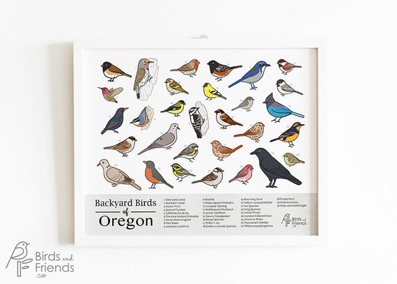 29 Common Backyard Birds in Oregon