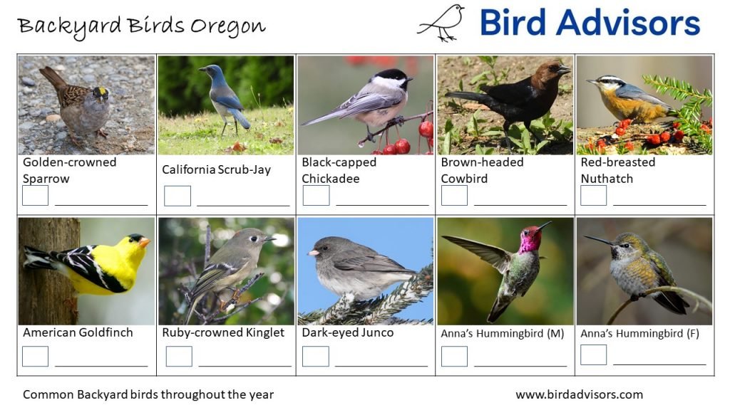 29 Common Backyard Birds in Oregon