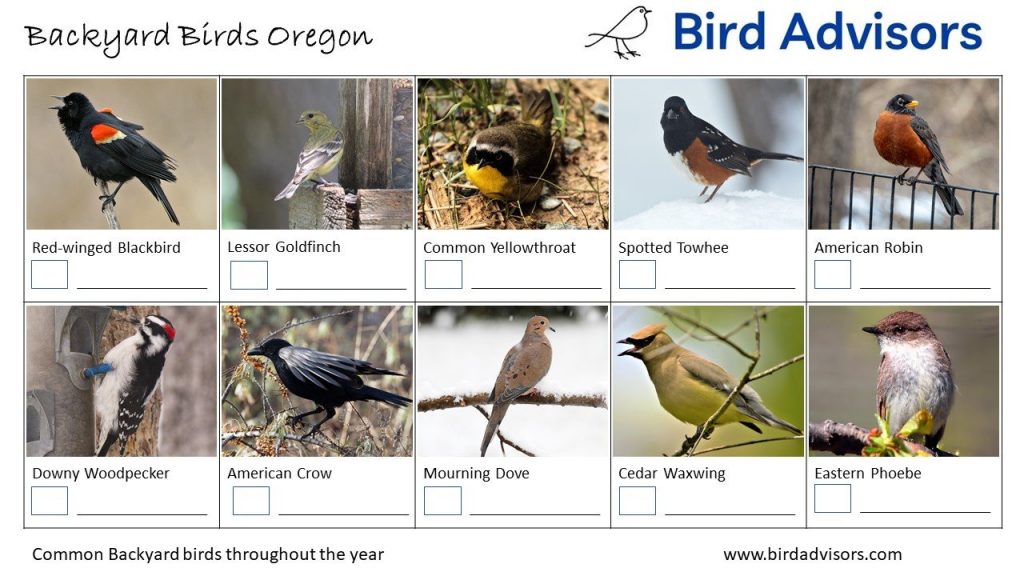 29 Common Backyard Birds in Oregon