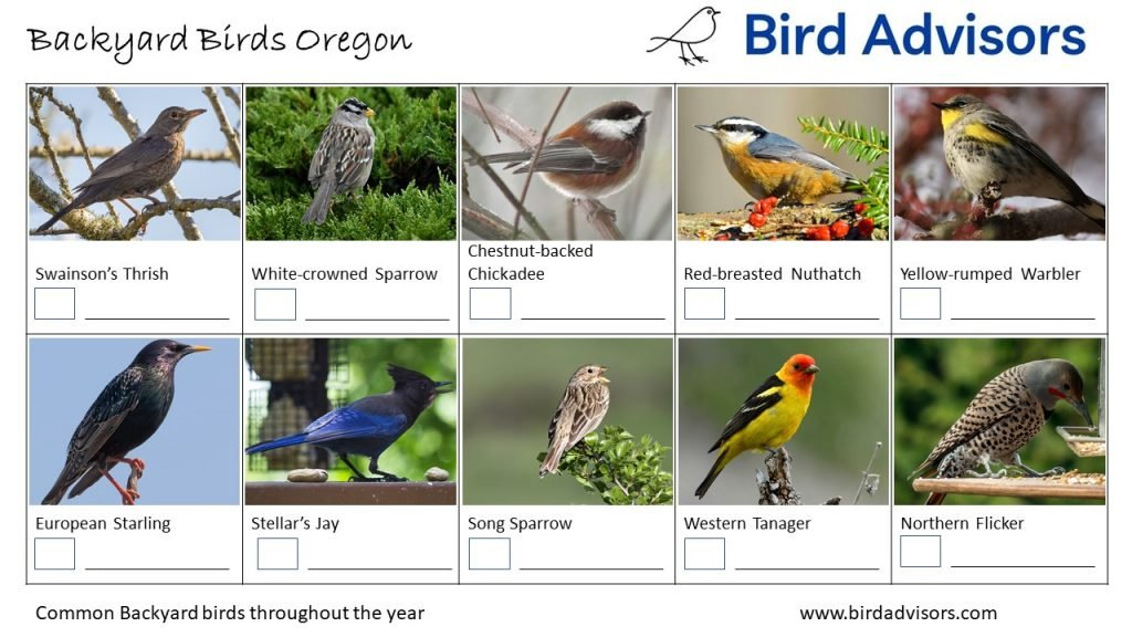 29 Common Backyard Birds in Oregon