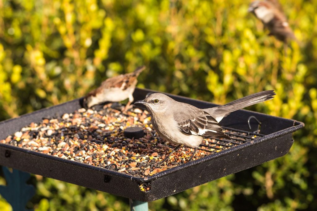 3 Changes to Make Bird Feeding Mess-Free: Controlled Amount, Hulled Seeds, and Tube Feeders