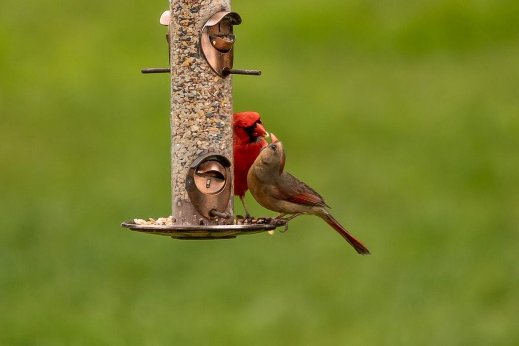 3 Changes to Make Bird Feeding Mess-Free: Controlled Amount, Hulled Seeds, and Tube Feeders