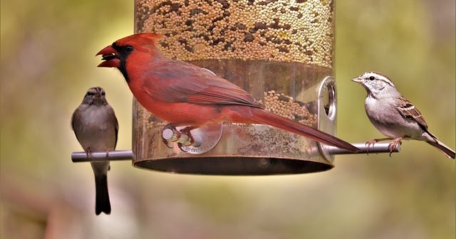 3 Changes to Make Bird Feeding Mess-Free: Controlled Amount, Hulled Seeds, and Tube Feeders