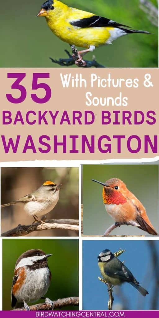 30 Backyard Birds to Know in Washington State