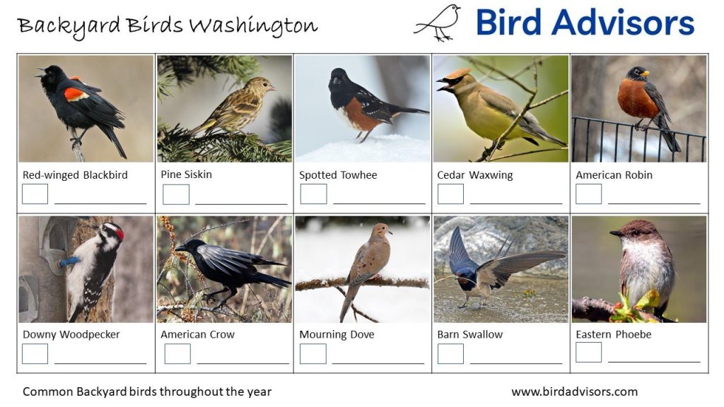 30 Backyard Birds to Know in Washington State