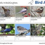 30 Backyard Birds to Know in Washington State