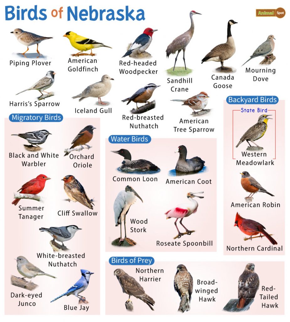 30 Common Backyard Birds in Nebraska