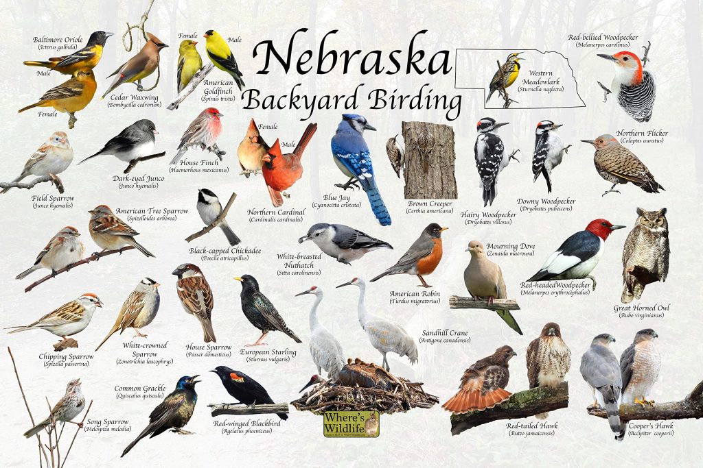 30 Common Backyard Birds in Nebraska