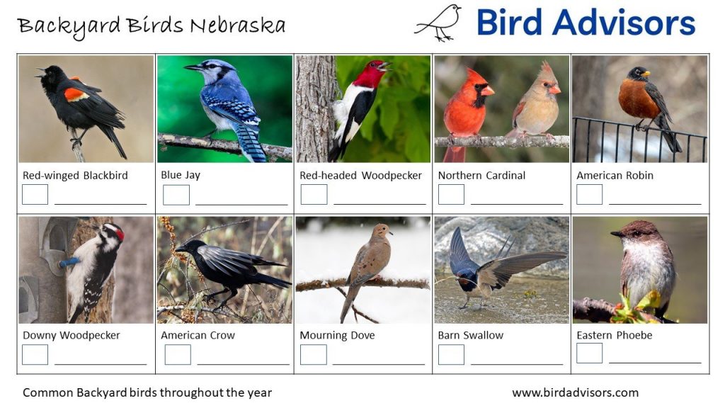 30 Common Backyard Birds in Nebraska