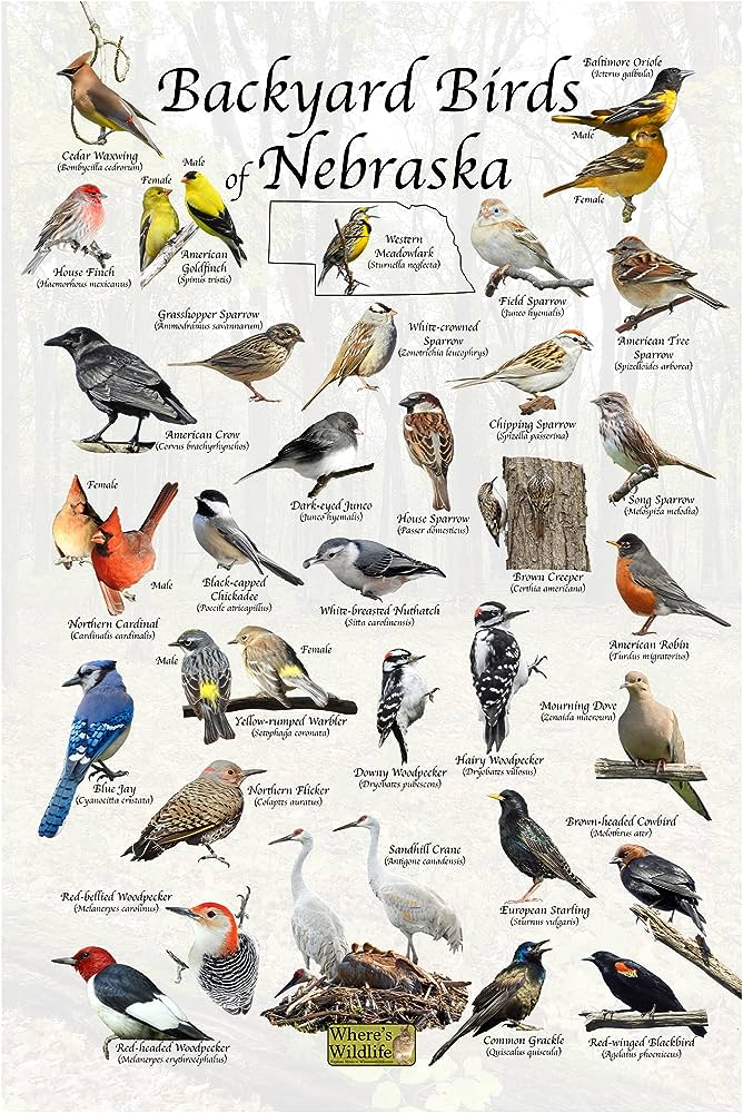 30 Common Backyard Birds in Nebraska