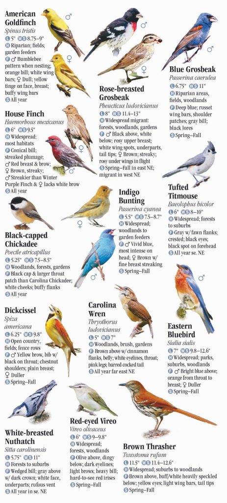 30 Common Backyard Birds in Nebraska