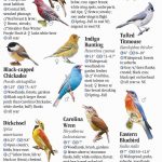 30 Common Backyard Birds in Nebraska