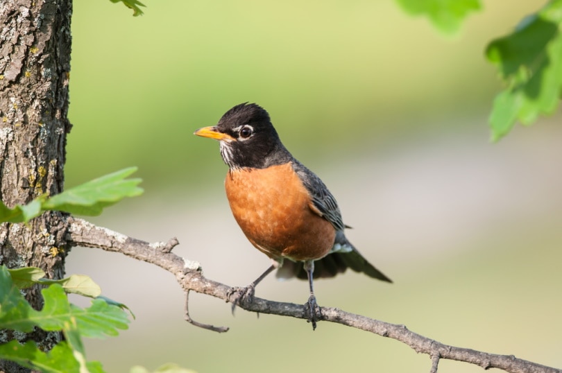 32 Common Backyard Birds in Michigan