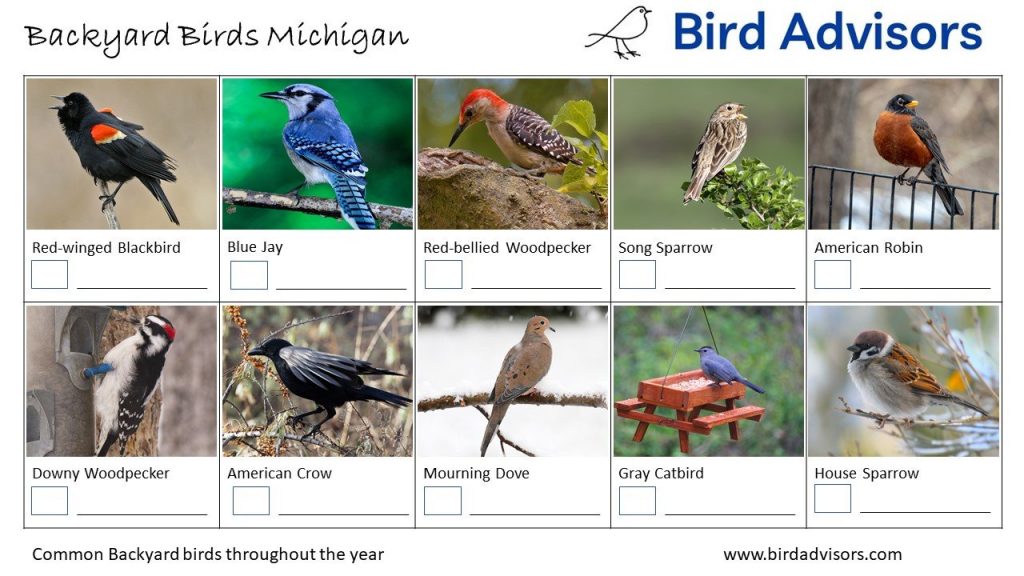 32 Common Backyard Birds in Michigan