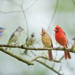 32 Common Backyard Birds in Michigan