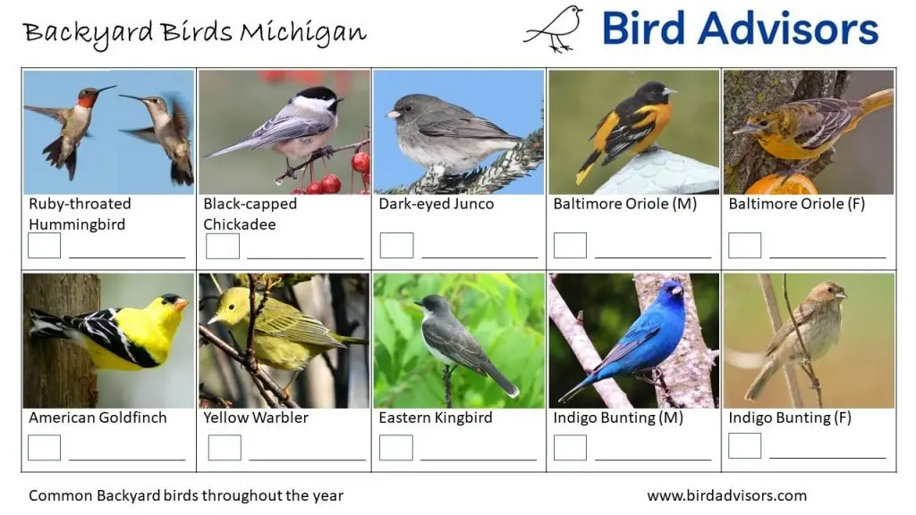 32 Common Backyard Birds in Michigan