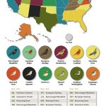 34 Most Common Birds in the United States Ranked by Sightings