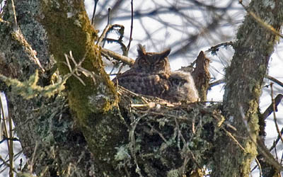 5 Common Owls Found in Backyards in the United States: Great Horned Owl, Barn Owl, Eastern Screech-Owl, Western Screech-Owl, Barred Owl