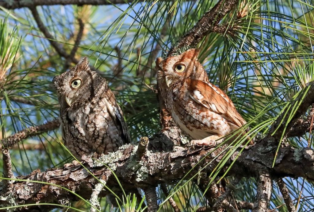 5 Common Owls Found in Backyards in the United States: Great Horned Owl, Barn Owl, Eastern Screech-Owl, Western Screech-Owl, Barred Owl