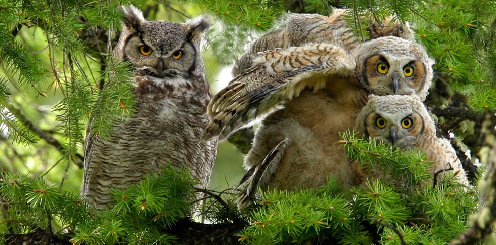 5 Common Owls Found in Backyards in the United States: Great Horned Owl, Barn Owl, Eastern Screech-Owl, Western Screech-Owl, Barred Owl