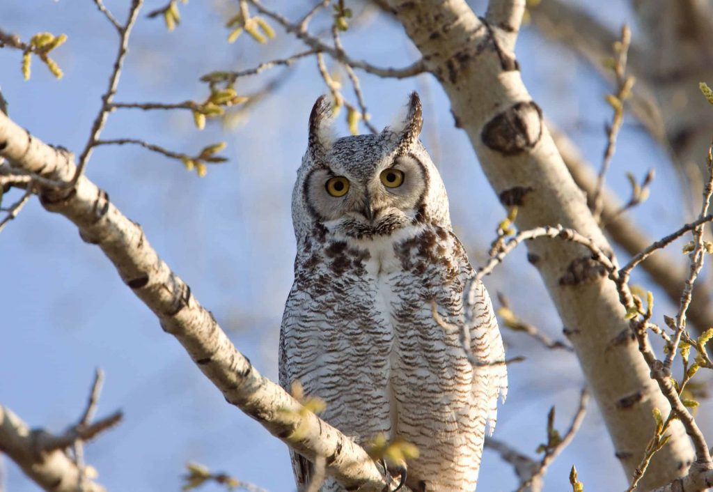 5 Common Owls Found in Backyards in the United States: Great Horned Owl, Barn Owl, Eastern Screech-Owl, Western Screech-Owl, Barred Owl