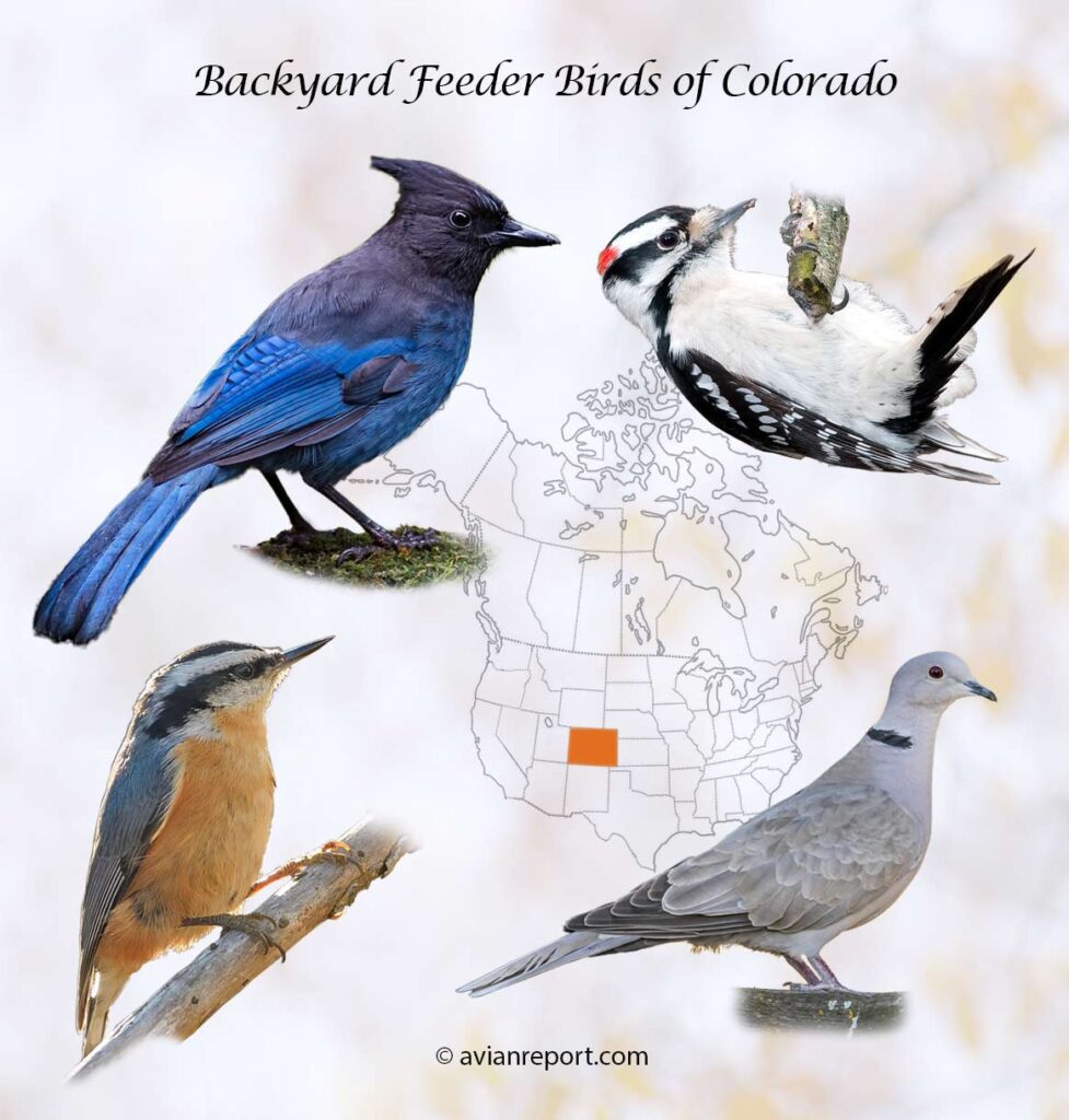 A Comprehensive Guide to 26 Common Backyard Birds in Colorado