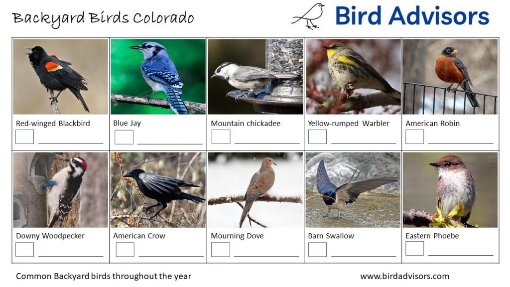 A Comprehensive Guide to 26 Common Backyard Birds in Colorado