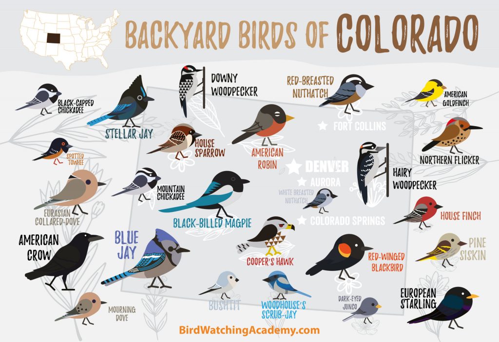 A Comprehensive Guide to 26 Common Backyard Birds in Colorado