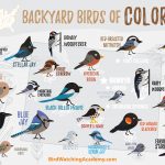 A Comprehensive Guide to 26 Common Backyard Birds in Colorado