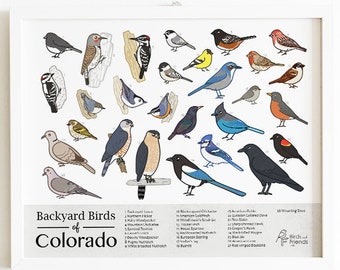 A Comprehensive Guide to 26 Common Backyard Birds in Colorado