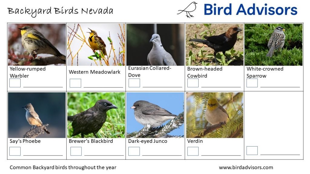 A Guide to 28 Common Backyard Birds in Nevada