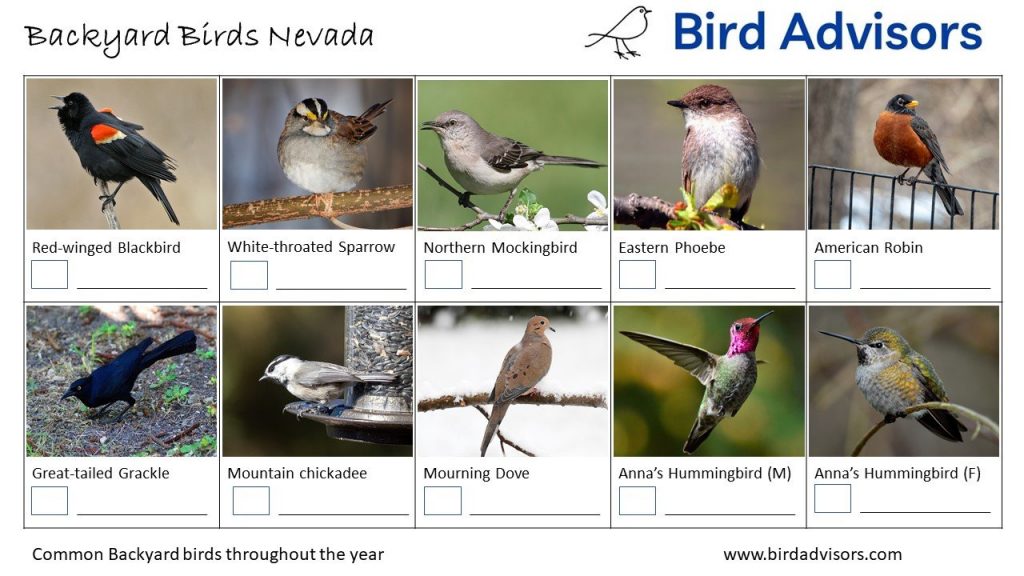 A Guide to 28 Common Backyard Birds in Nevada