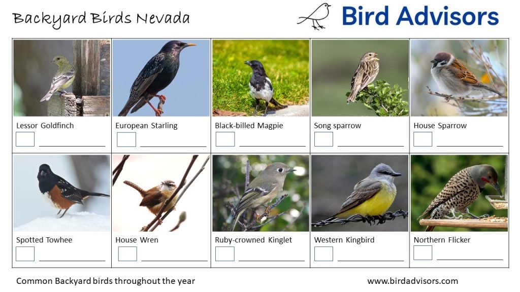 A Guide to 28 Common Backyard Birds in Nevada