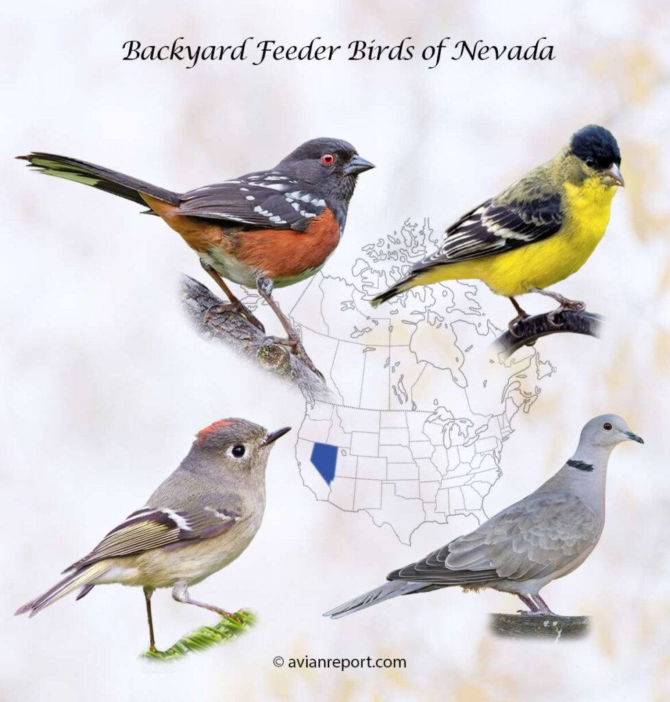 A Guide to 28 Common Backyard Birds in Nevada