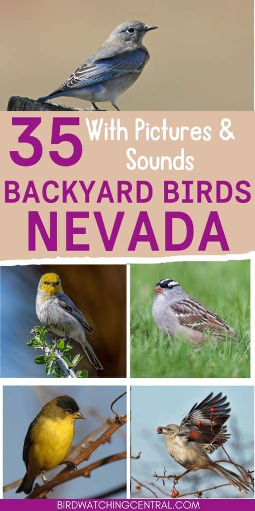 A Guide to 28 Common Backyard Birds in Nevada